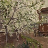 Ломакина М.В. В саду у Майзелей зацвела яблоня. 1958 г.